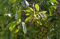 107 Botanischer Garten in Victoria