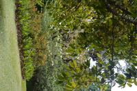 108 Botanischer Garten in Victoria