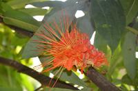 109 Botanischer Garten in Victoria