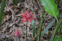 110 Botanischer Garten in Victoria