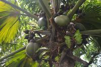 111 Botanischer Garten in Victoria