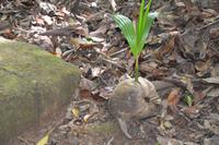 128 Aus einer Kokusnuss wächst eine neue Pflanze