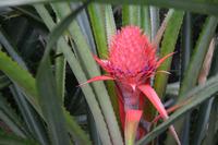 133 Spaziergang durch den Gewürzgarten