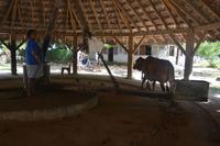 159 Kokusnussölherstellung