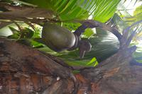 310 Mehr Kokusnüsse