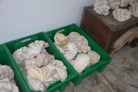 319 Perlenfarm auf Praslin