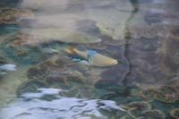 324 Perlenfarm auf Praslin