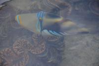 326 Perlenfarm auf Praslin