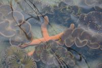 327 Perlenfarm auf Praslin