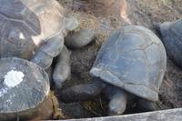 338 Schildkröten auf Praslin