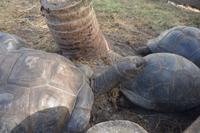 341 Schildkröten auf Praslin