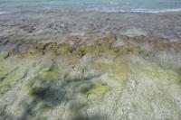 368 Korallen auf Grand Seur