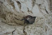 375 Krebs buddelt sich in den Sand