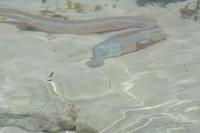 376 Muräne im Wasser nahe am Strand