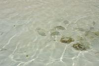 378 Fische in seichtem Wasser