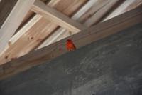 406 Seychellischer Rohrsänger