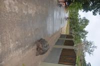 431 Schildkröte auf der Straße