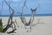 461 Strand auf Cousin