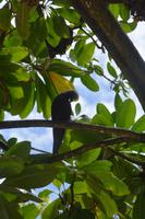 466 Spaziergang auf Cousin