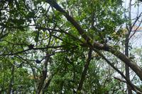 472 Spaziergang auf Cousin