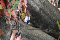 473 Spaziergang auf Cousin