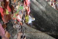 474 Spaziergang auf Cousin