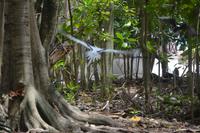 475 Spaziergang auf Cousin