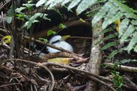 482 Spaziergang auf Cousin