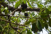 483 Spaziergang auf Cousin