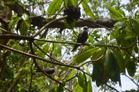 484 Spaziergang auf Cousin