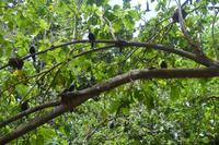 490 Spaziergang auf Cousin