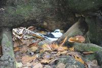 491 Spaziergang auf Cousin