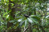 499 Spaziergang auf Cousin