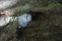 502 Spaziergang auf Cousin