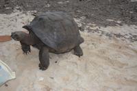 522 Schildkröte am Strand