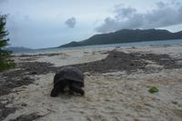 523 Schildkröte am Strand von Curieuse