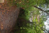 526 Spaziergang auf Curieuse