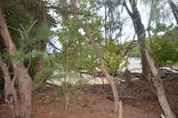 529 Spaziergang auf Curieuse