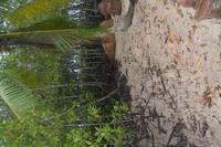 537 Spaziergang auf Curieuse