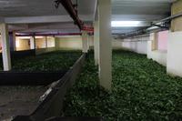 Mauritius - Teefabrik