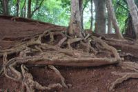 Mauritius -Black River Nationalpark