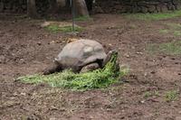 Mauritius - Siebenfarbige Erde