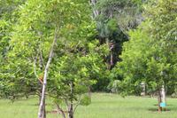 Mauritius -Black River Nationalpark - Wo ist das Vögelchen?