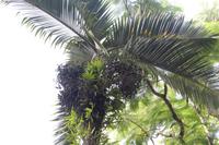 Mauritius - Botanischer Garten