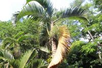 Mauritius - Botanischer Garten