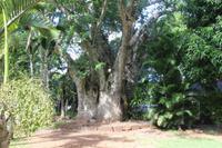 Mauritius - Botanischer Garten