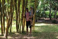 Mauritius - Botanischer Garten