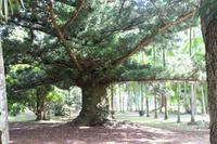 Mauritius - Botanischer Garten