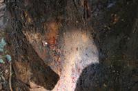 Mauritius - Botanischer Garten - Drachenblutbaum