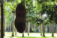 Mauritius - Botanischer Garten Leberwurstbaum